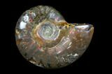 Iridescent, Red Flash Ammonite - Madagascar #82438-1